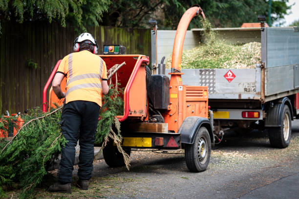 Best Tree Health Inspection  in East Port Orchard, WA