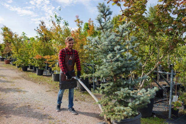 Best Hazardous Tree Removal  in East Port Orchard, WA